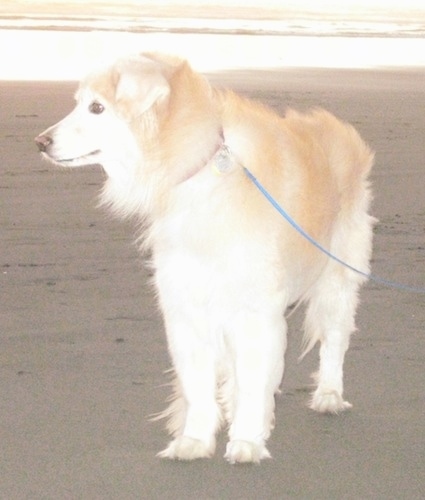 A tan and cream Gollie is standing in sand and it is looking to the left with water behind it.